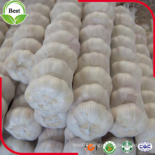 5.5cm Chinese Pure White Fresh Garlic